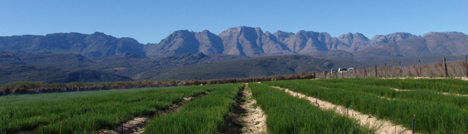 champ de culture de rooibos